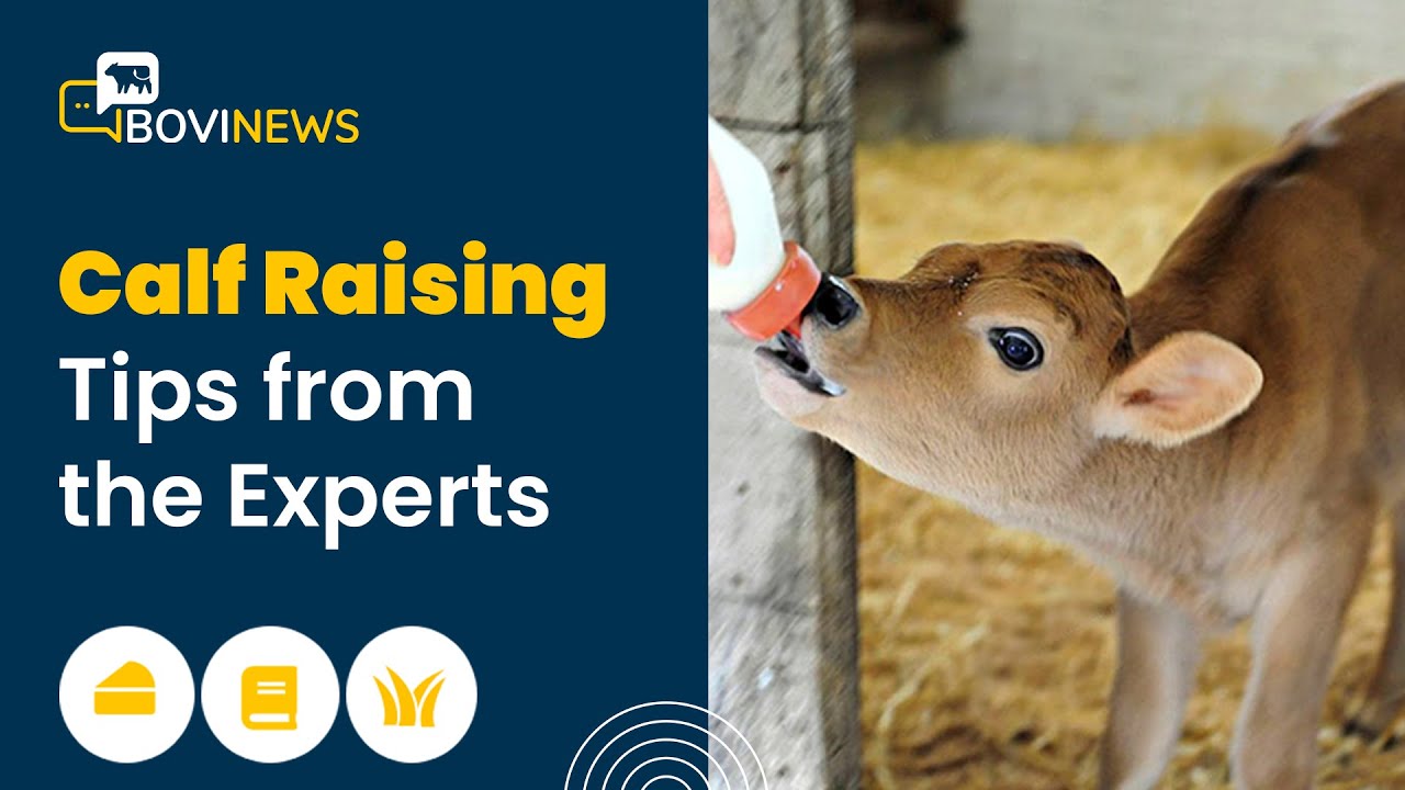 Webinar: Calf Raising Tips from the Experts