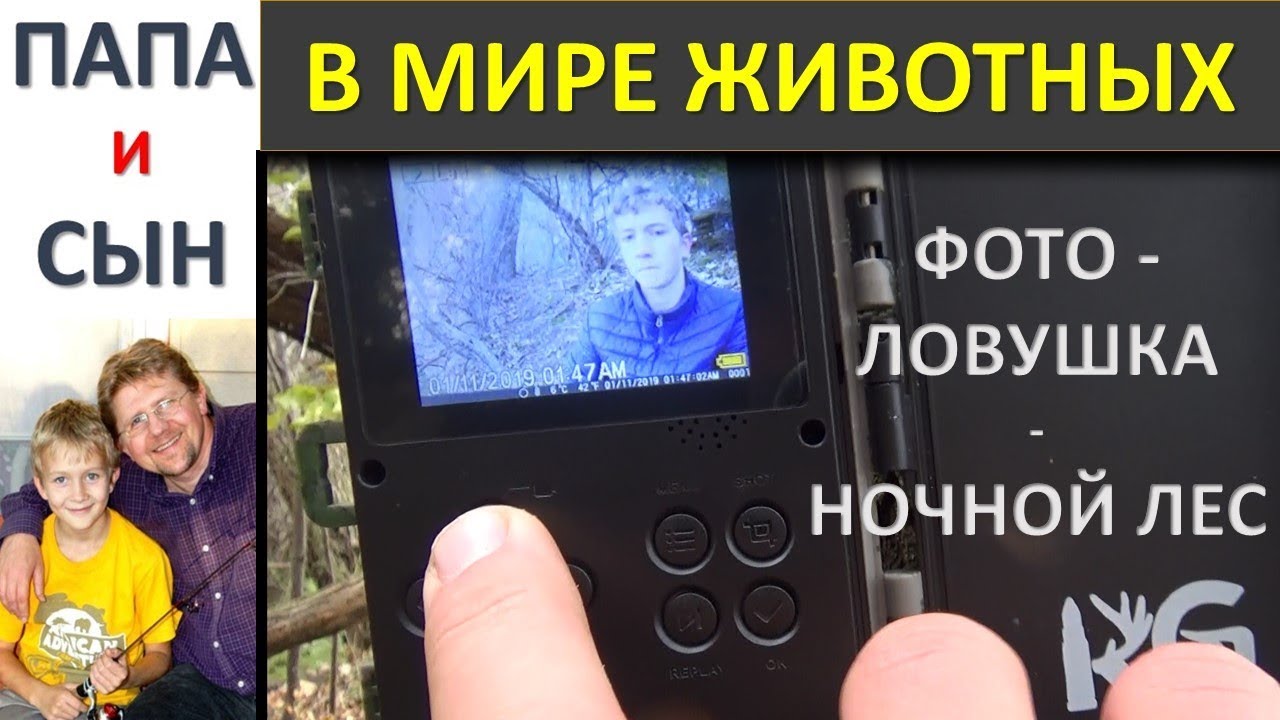 Фотоловушка. Камера для охоты. Толстый енот ночью. Trail camera. Hunting Папа и Сын. Вова Савченко.