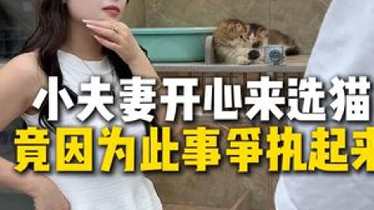 养猫和生孩子冲突不？#猫咪 #生孩子 #金加白 #喵姐