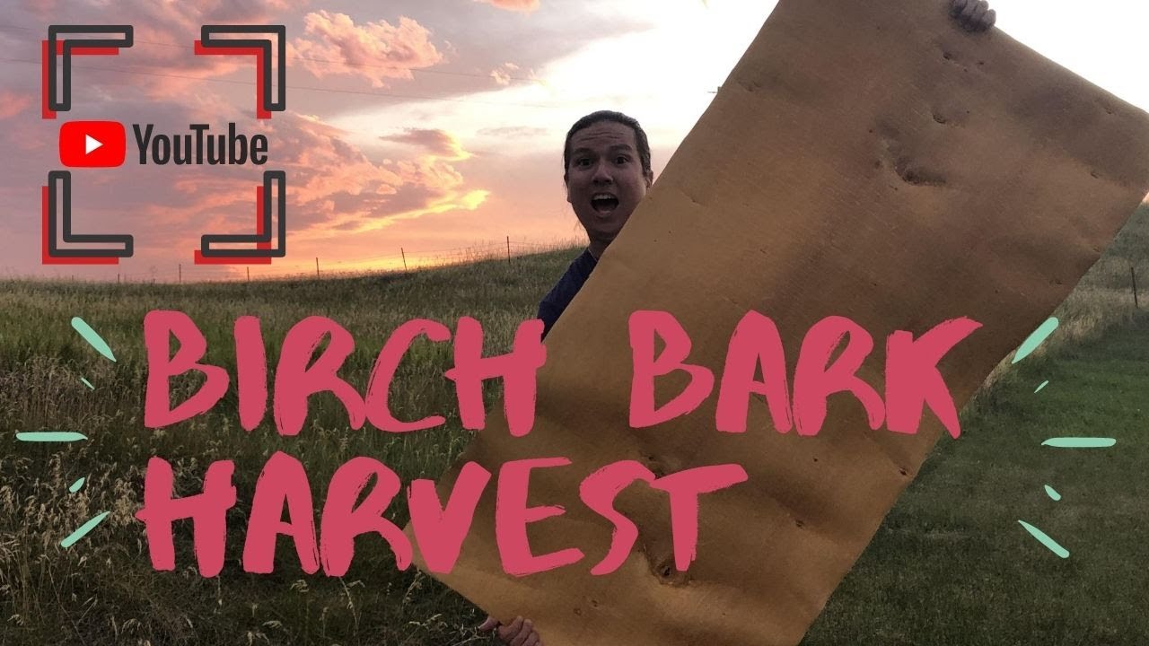 How I harvest Birch Bark
