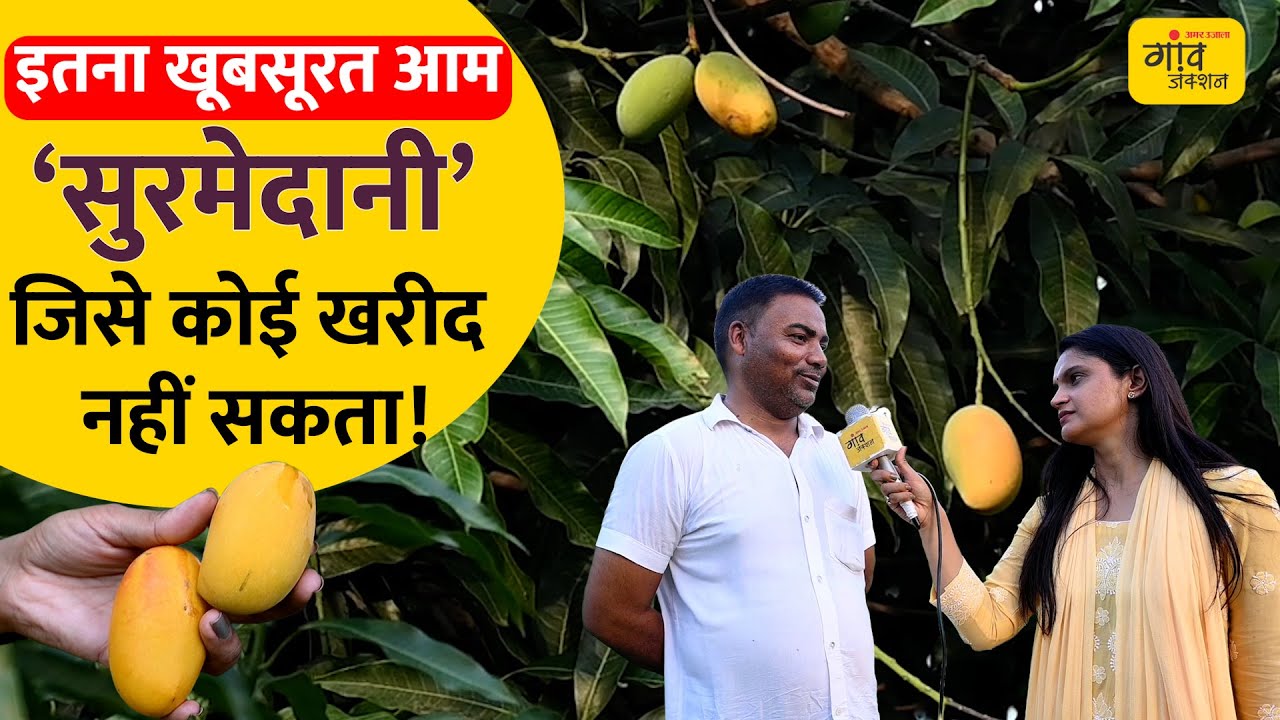 लक्खीबाग: जहां आम विरासत है | लंगड़ा, सुरमेदानी और फजरी की जड़ें | Gaon Junction LIVE