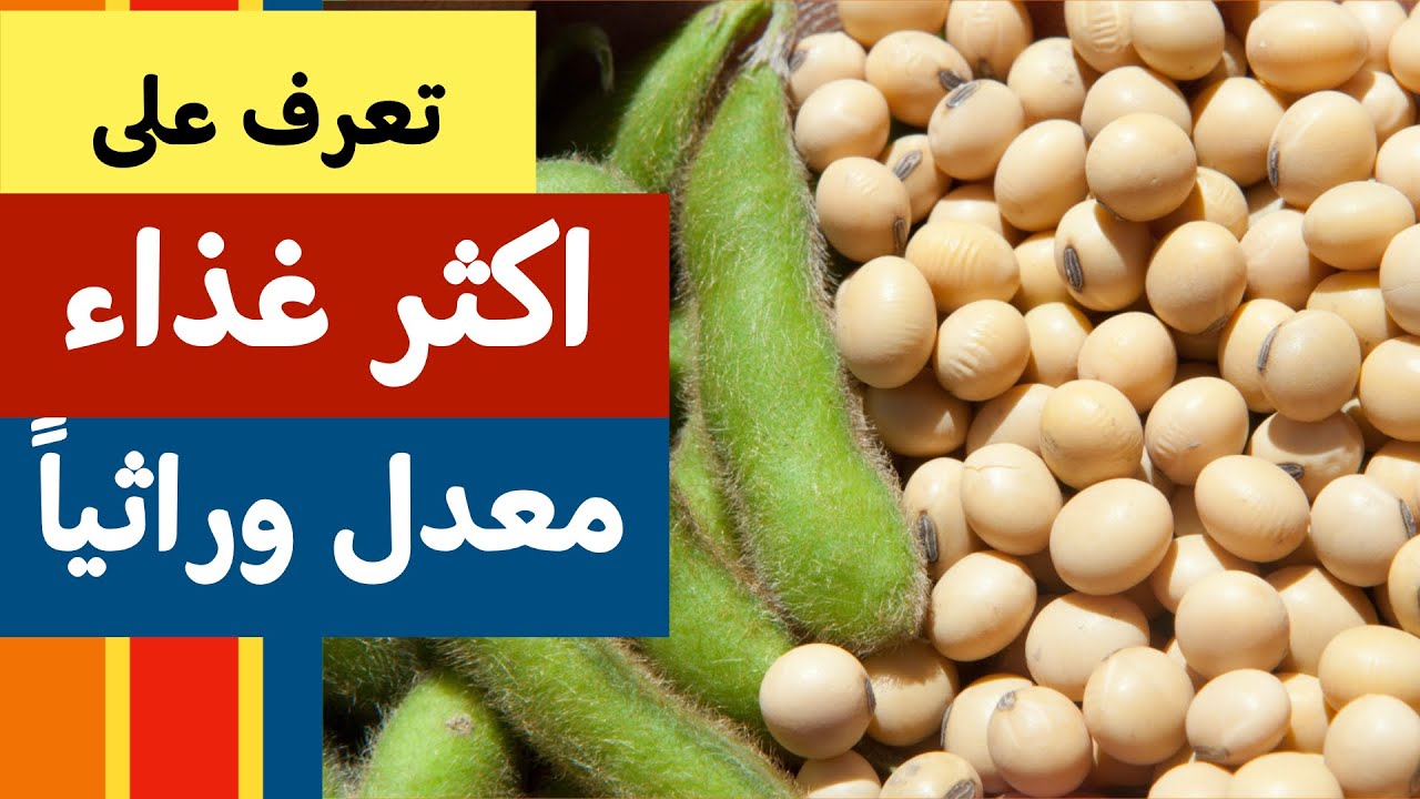 تعرف على اكثر الاغذية المعدلة وراثيا