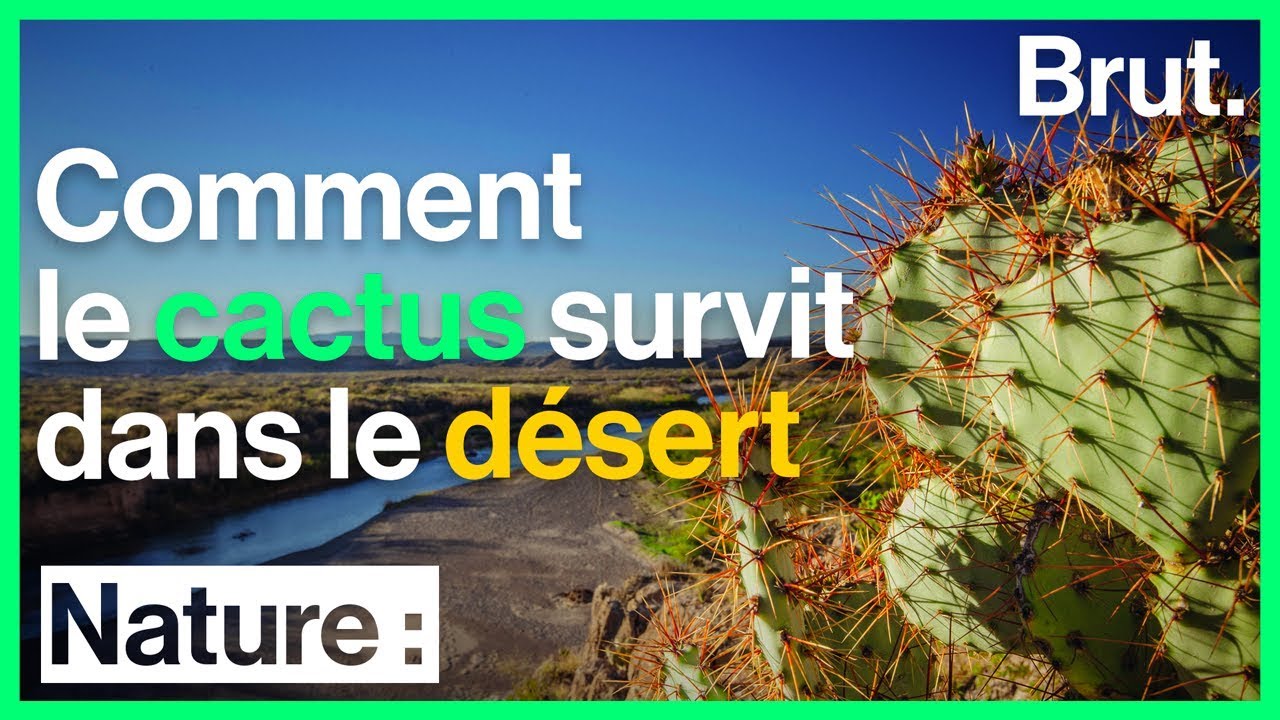 Comment le cactus survit dans le désert