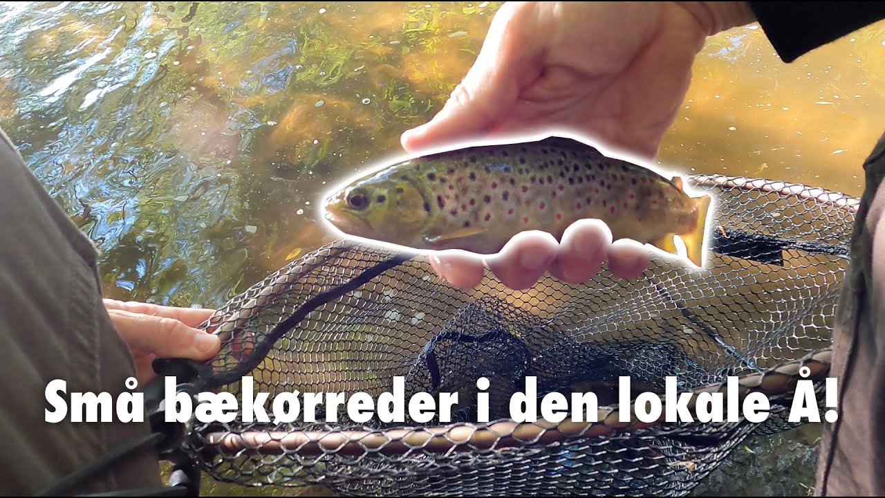 Bækørreder 🤫 i den lokale Å 🎣