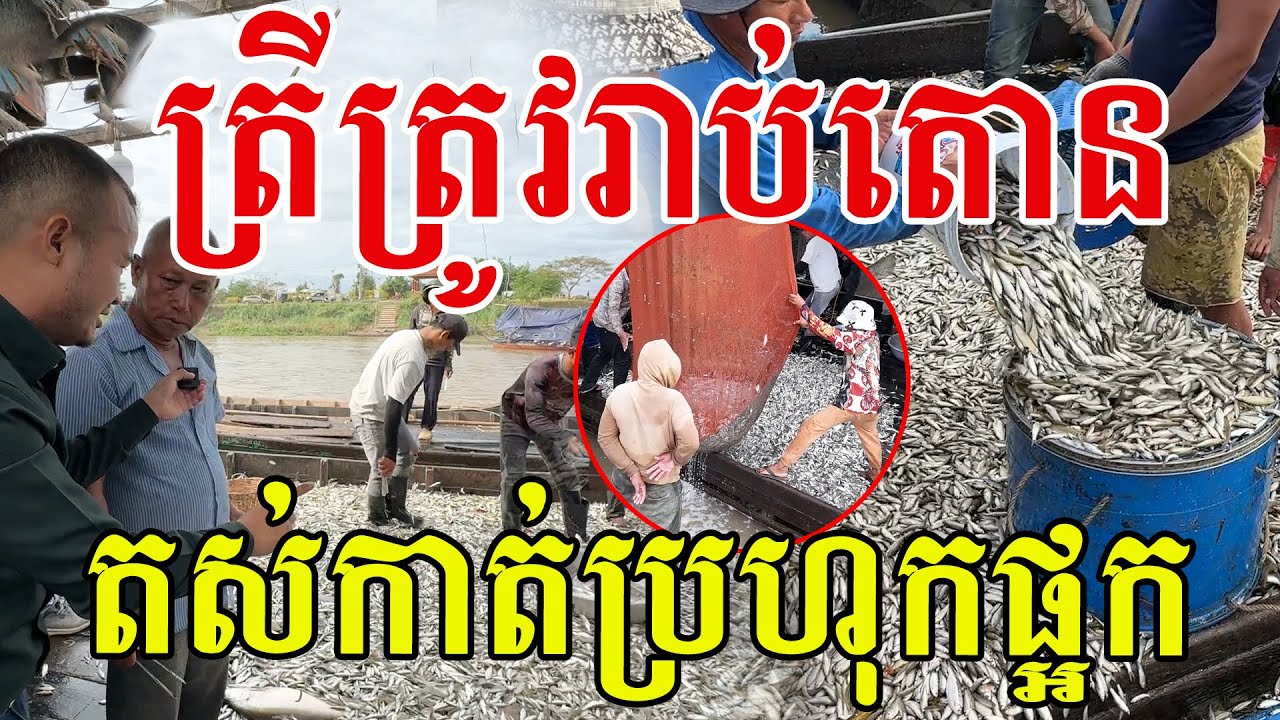 ត្រីប្រហុកត្រូវរាប់តោន តស់ធ្វើផ្អកប្រហុកបងប្អូន ឆ្នាំនេះសម្បូរត្រីណាស់