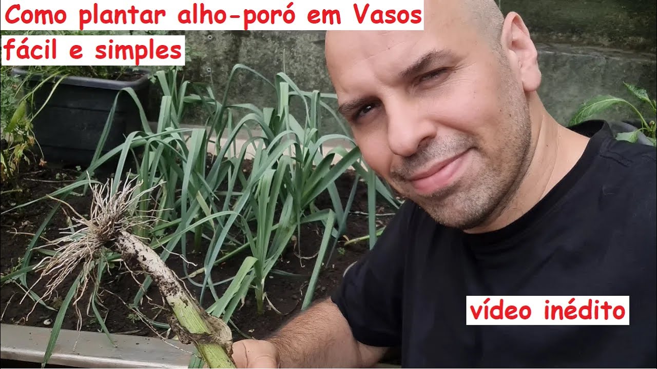 Como plantar Alho-poró orgânico em vasos, fácil e simples.