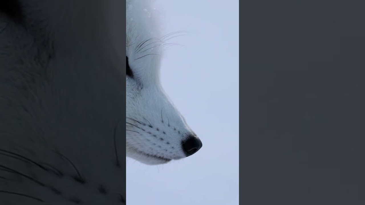 White Wolf in Snow ❄️ Walking Through the Cold Hunt
