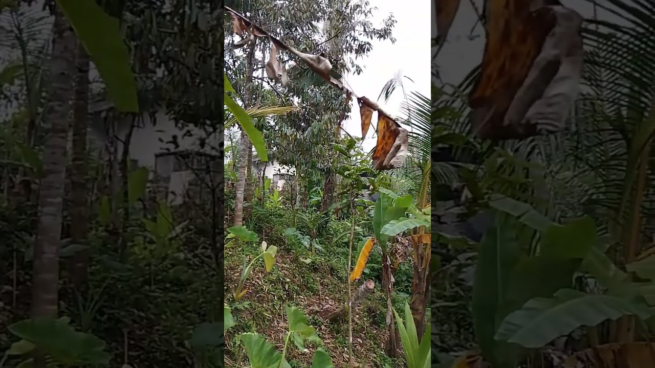Cek lokasi. Di kebun warga