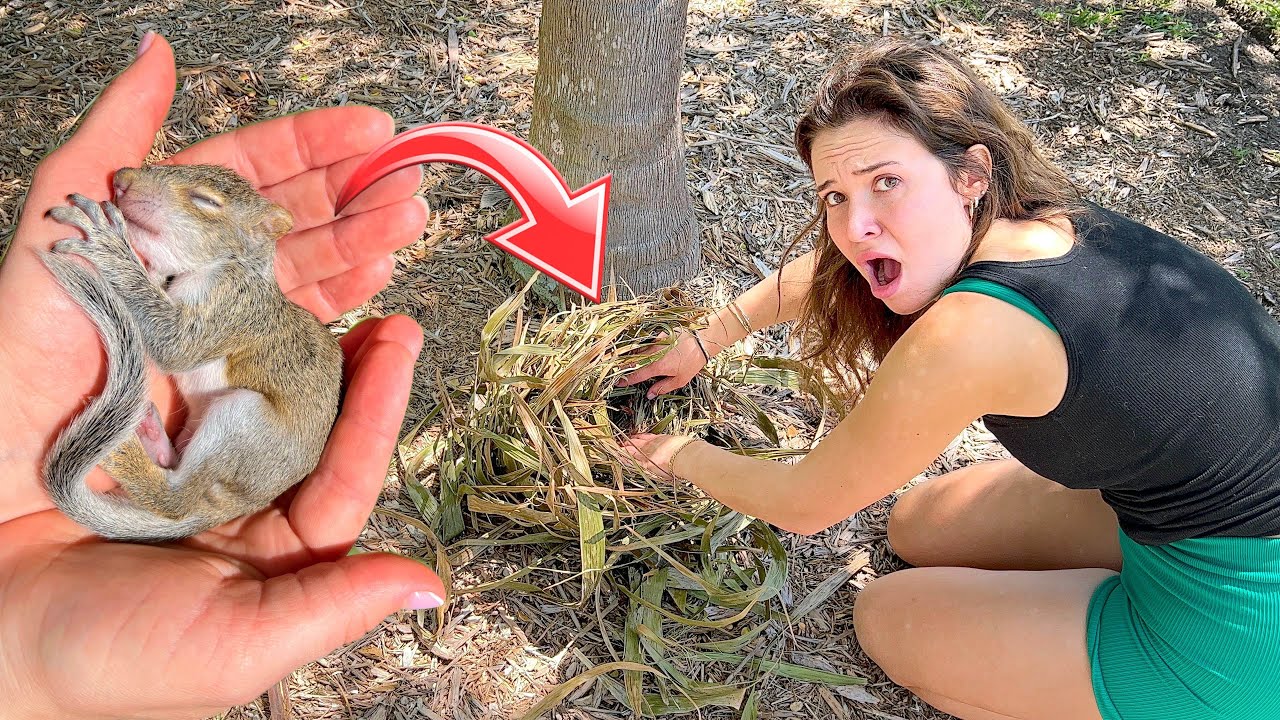 BABY SQUIRREL FOUND FALLEN OUT OF NEST!