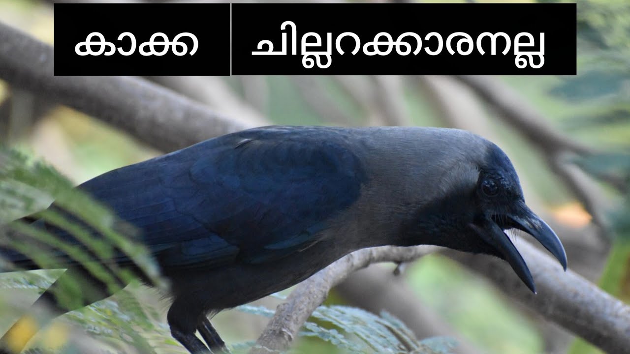 കാക്കബുദ്ധി -കാക്കയെ അടുത്തറിയാം | most intelligent bird full explanation 