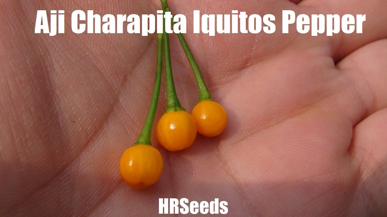 Aji Charapita Iquitos Pepper