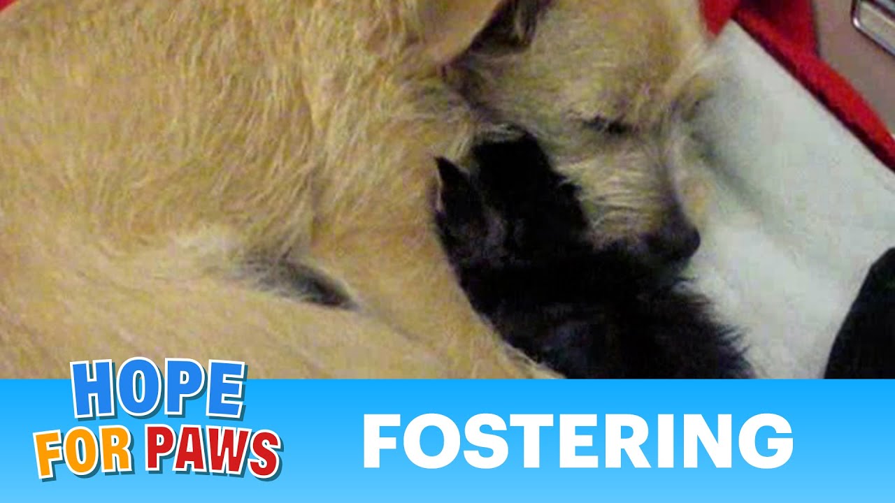 Please consider becoming a foster parent today - Please SUBSCRIBE (By Eldad Hagar) #hope