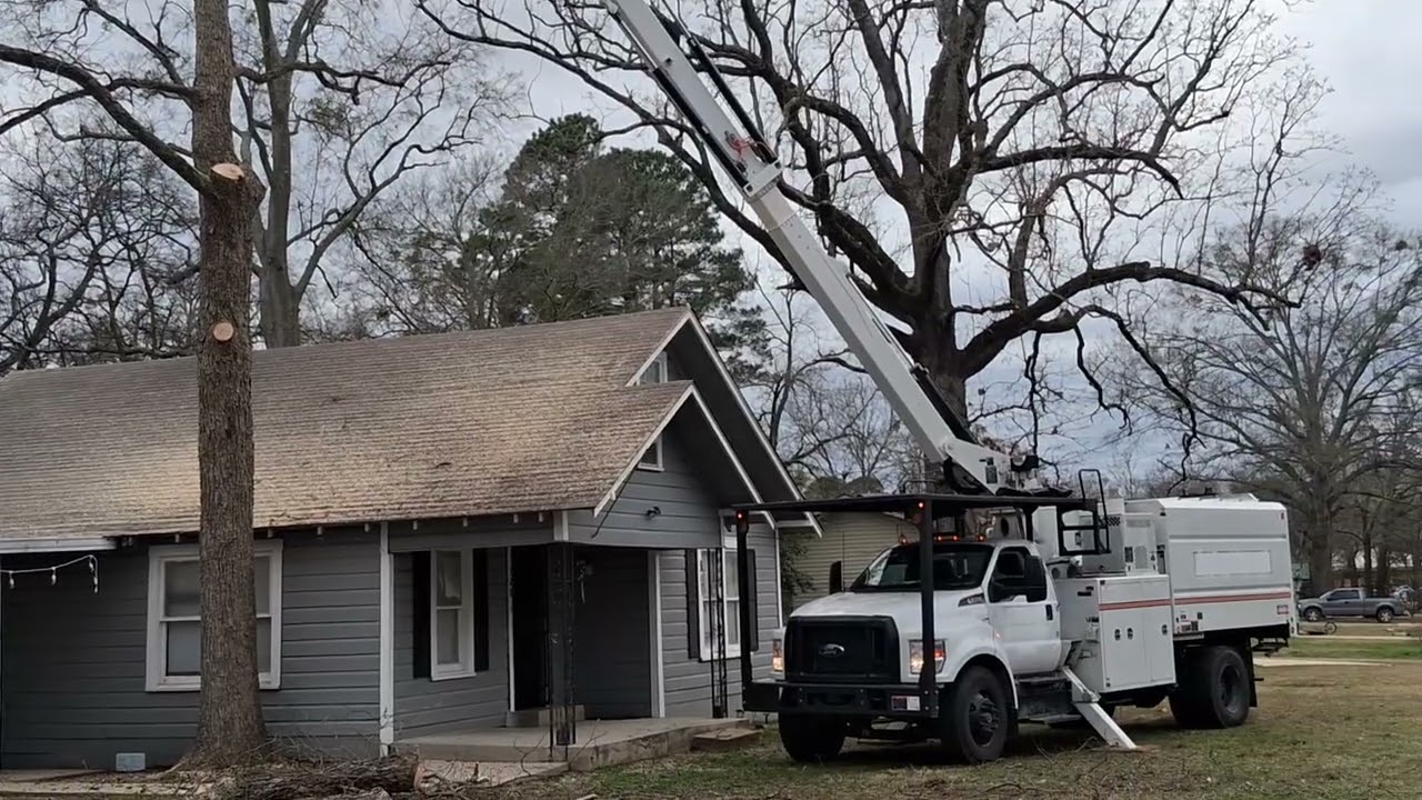 El arbol de enfrente  se va   tanbien 