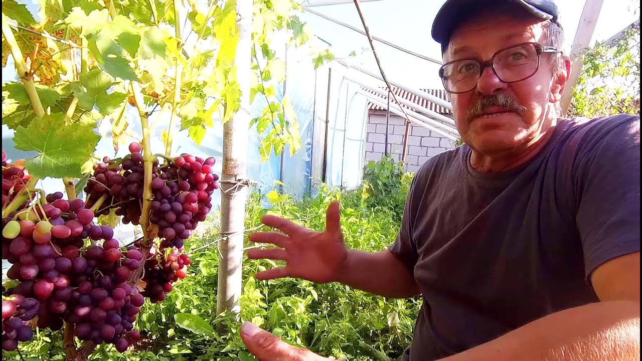 🔴🔴Крупный Виноградник с Новинками в Минской Области. И не Только