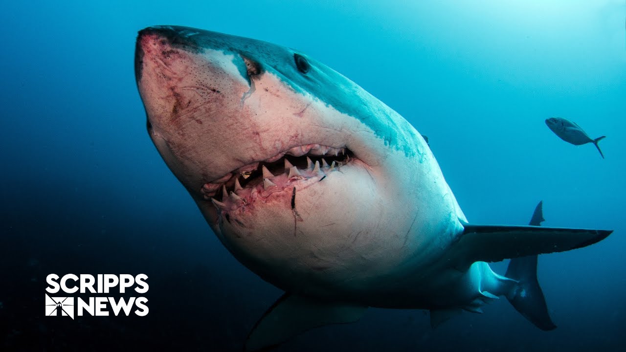 Cape Cod's great white shark surge