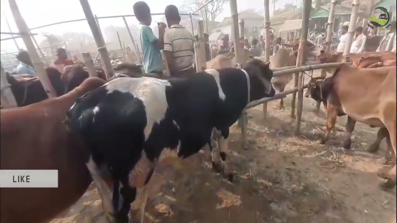 ক্রস ব্রিড গরু নিয়ে আজকের গরু সমাচার ভিডিও