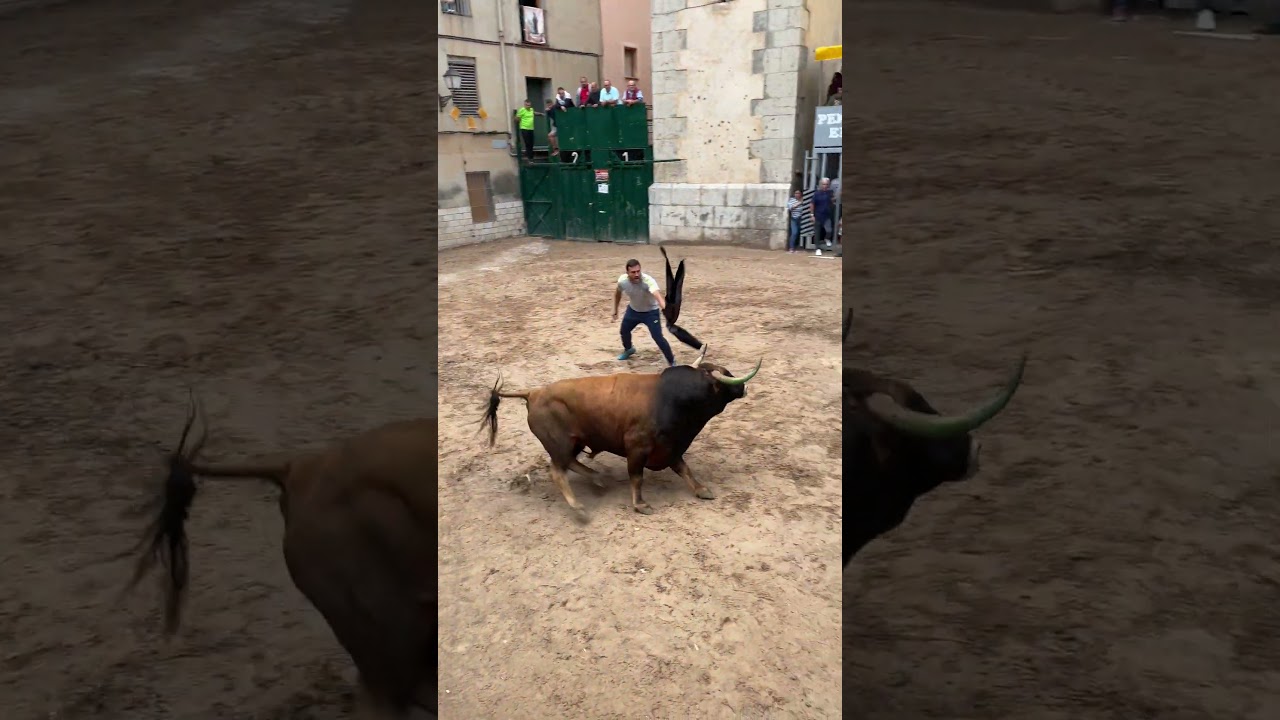 &iexcl;Toro cerril con cuernos impresionantes! #toro #bull #toros  #figueroles