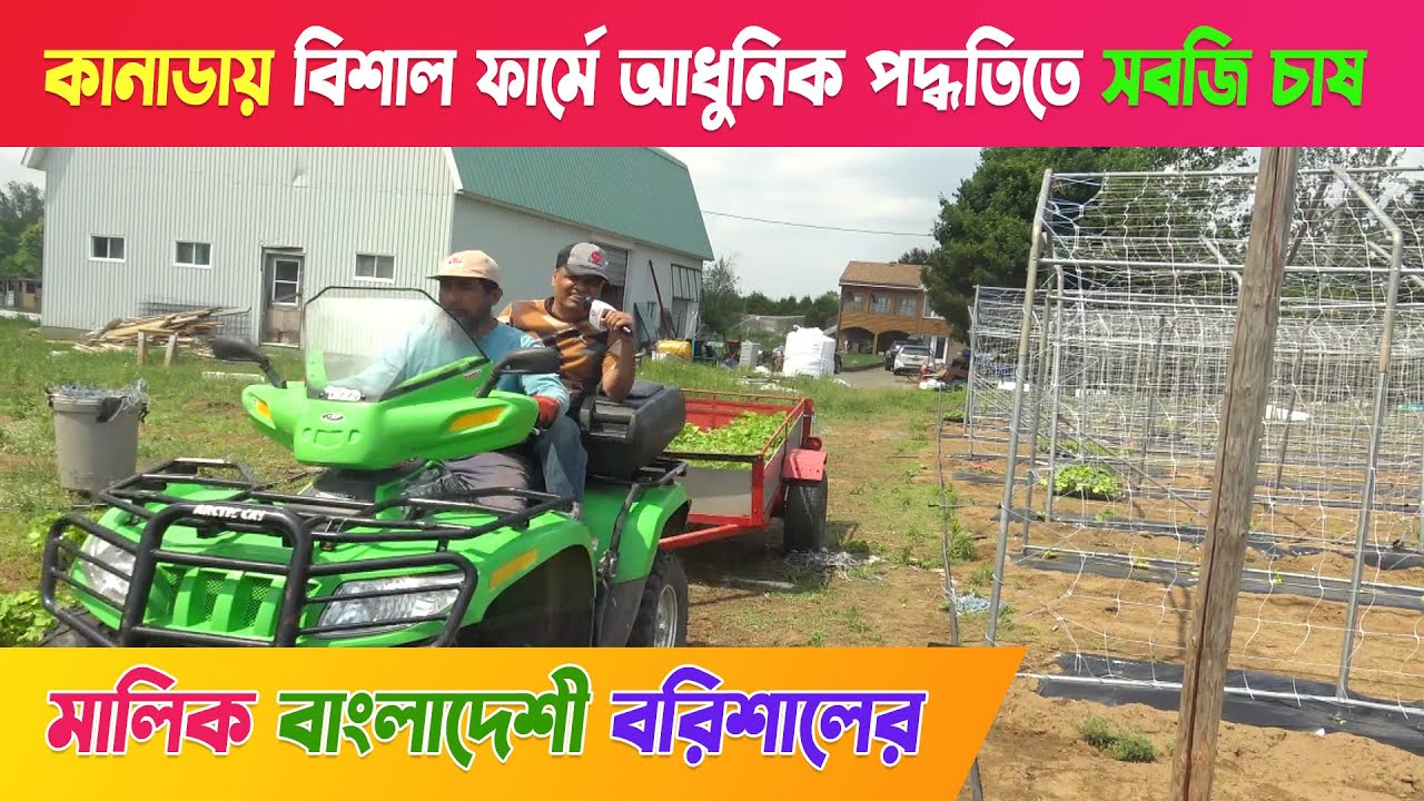 কানাডায় আধুনিক পদ্ধতিতে সবজি চাষ হচ্ছে - দেখুন !! DESHI FARM MIRABEL CANADA
