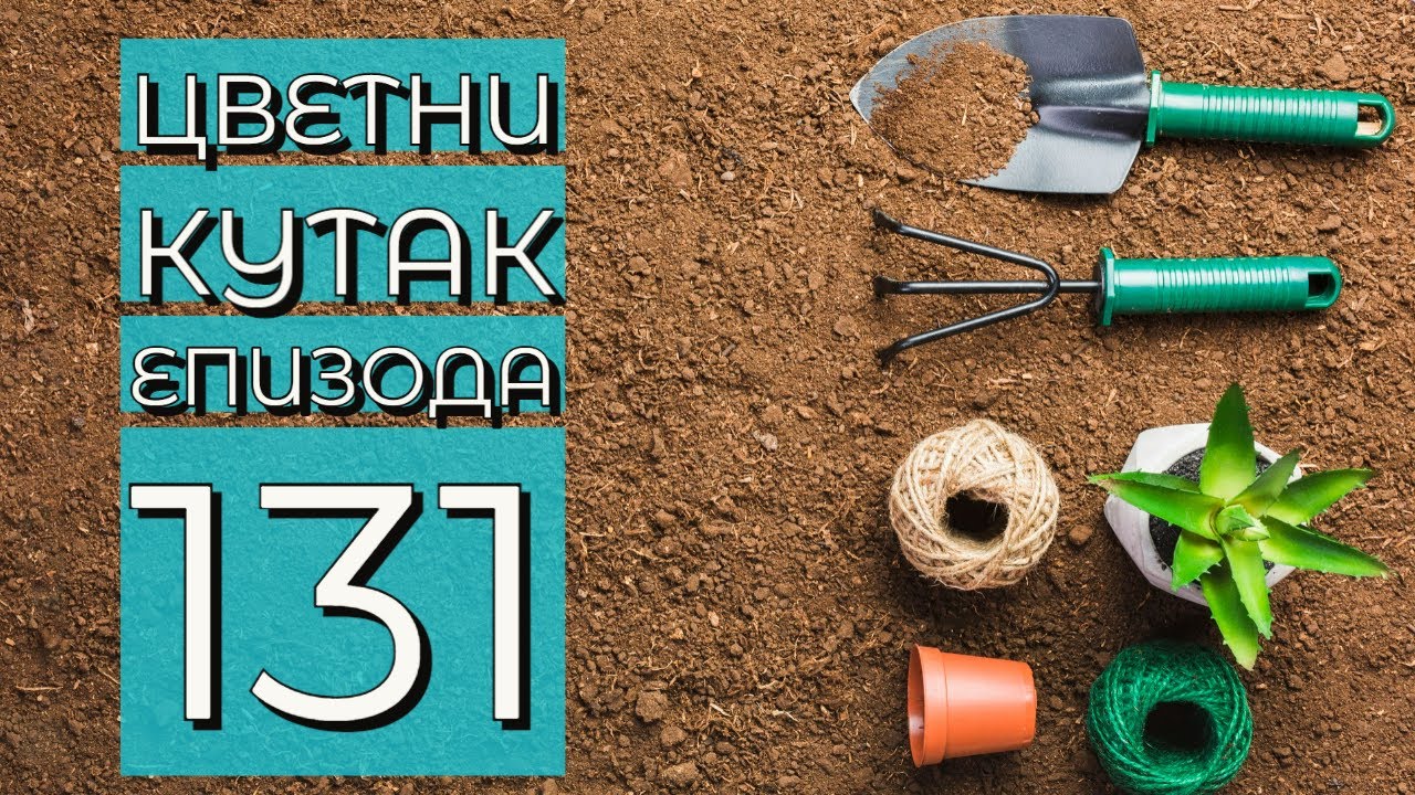Cvetni kutak ep. 131 12.05.2022. Saksije, jogurt, Euphorbia purpurea, 