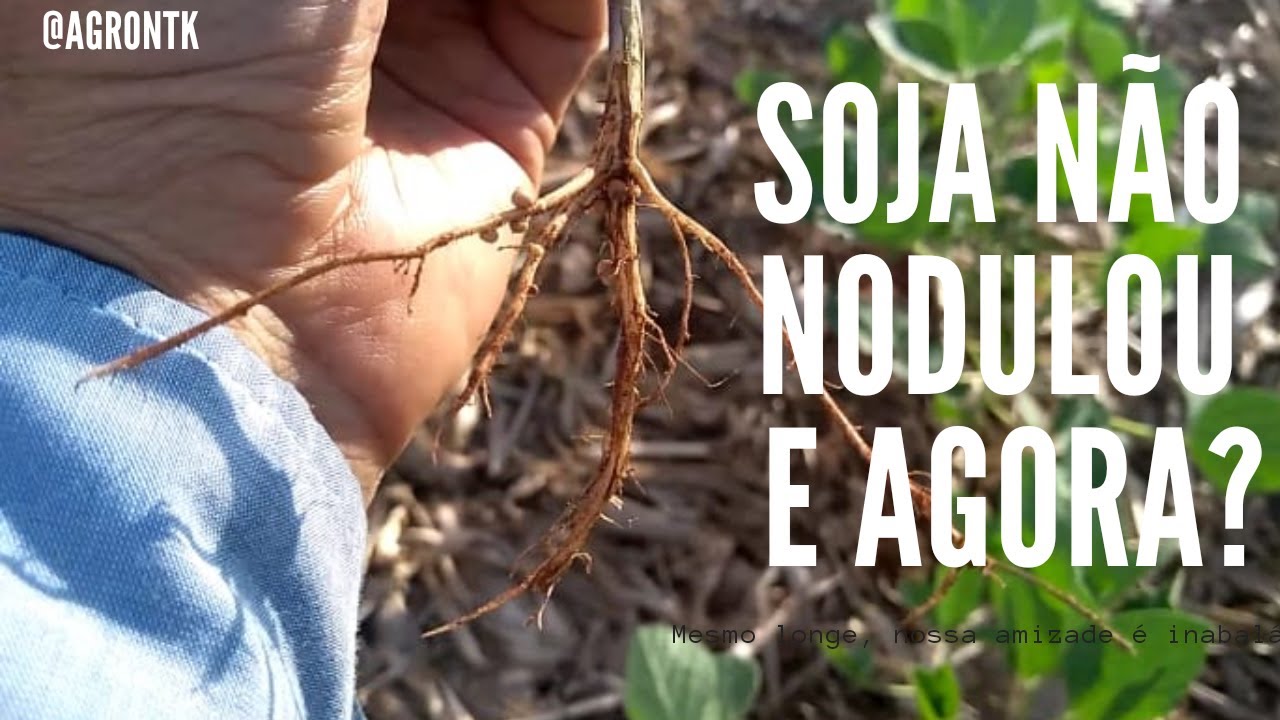 SOJA NÃO NODULOU E AGORA?