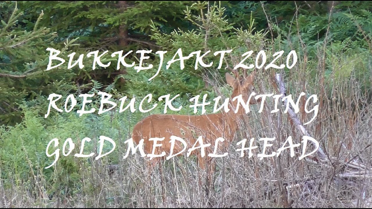 Bukkejakt 2020/Roebuck hunting