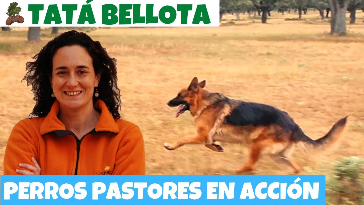 29. Demostración de perros pastoreando vacas en pleno campo, para  niños