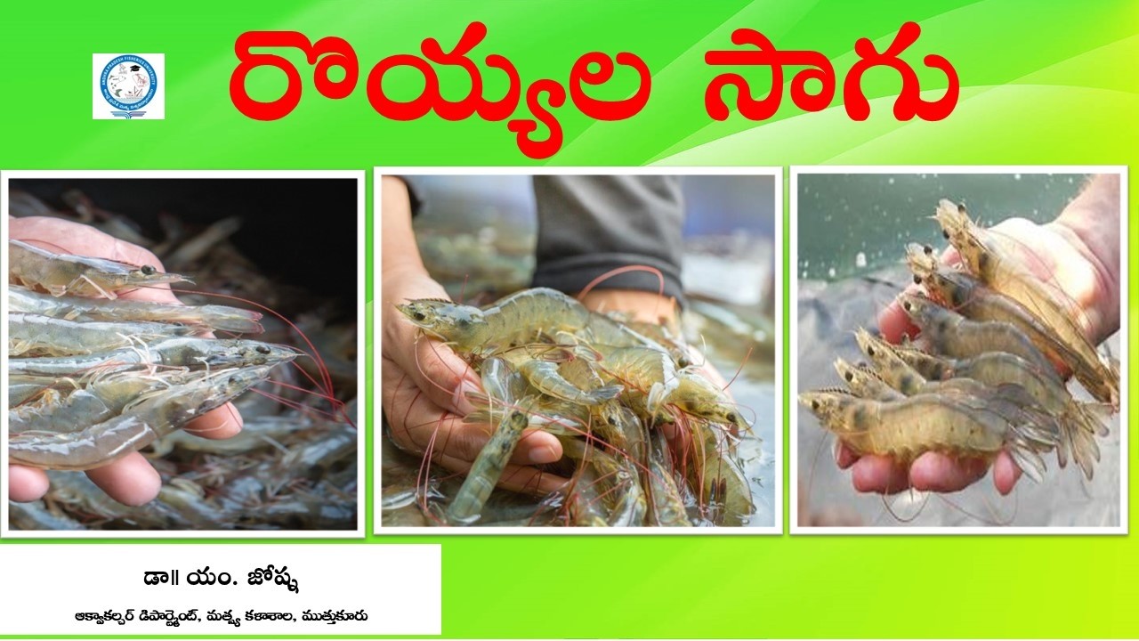 రొయ్యల సాగు || డాǁ యం. జోష్నఆక్వాకల్చర్ డిపార్ట్మెంట్, మత్స్య కళాశాల, ముత్తుకూరు
