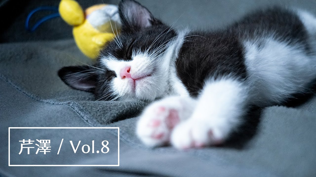 保護猫｜主と出勤してごはんを食べる日｜トイレに行くと目つきが悪くなる子猫