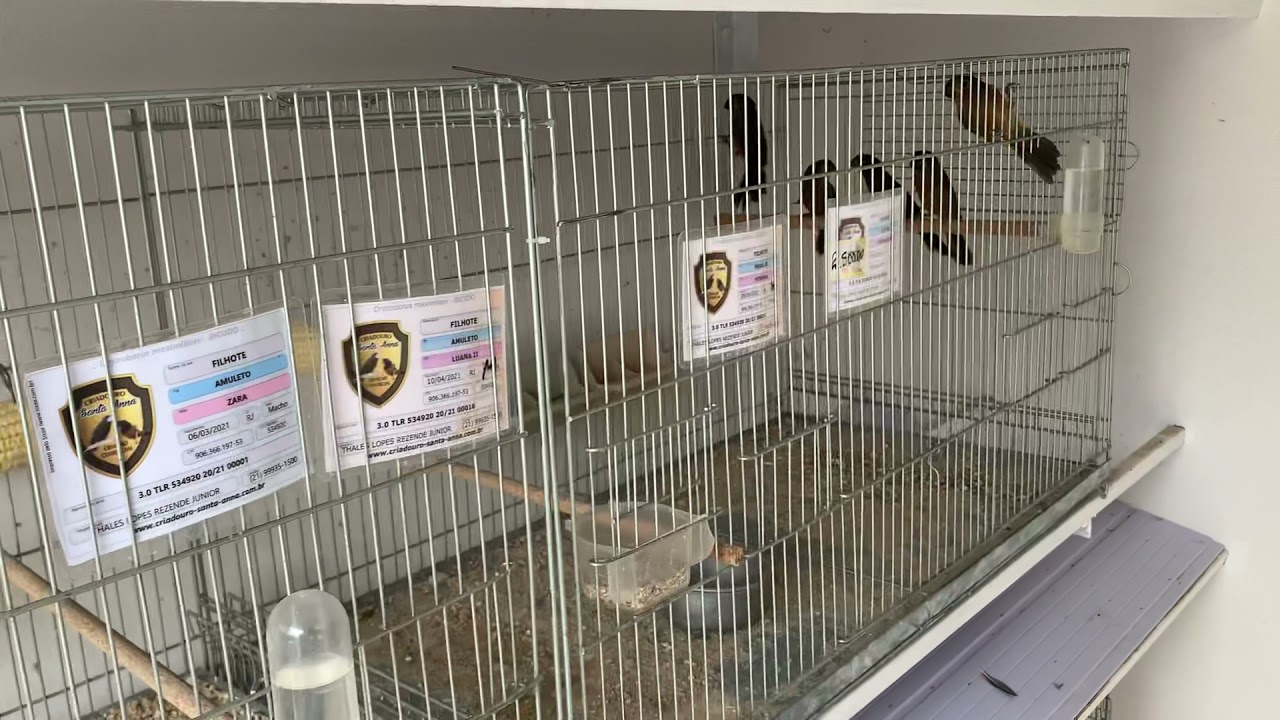 Os bons filhos a casa torna