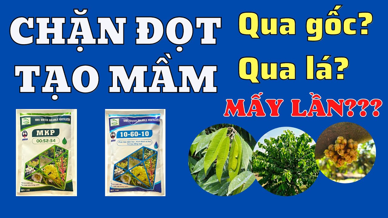 Chặn đọt tạo mầm mấy lần thì cây sẽ ra hoa? | Các bước cần thực hiện trong chặn đọt tạo mầm