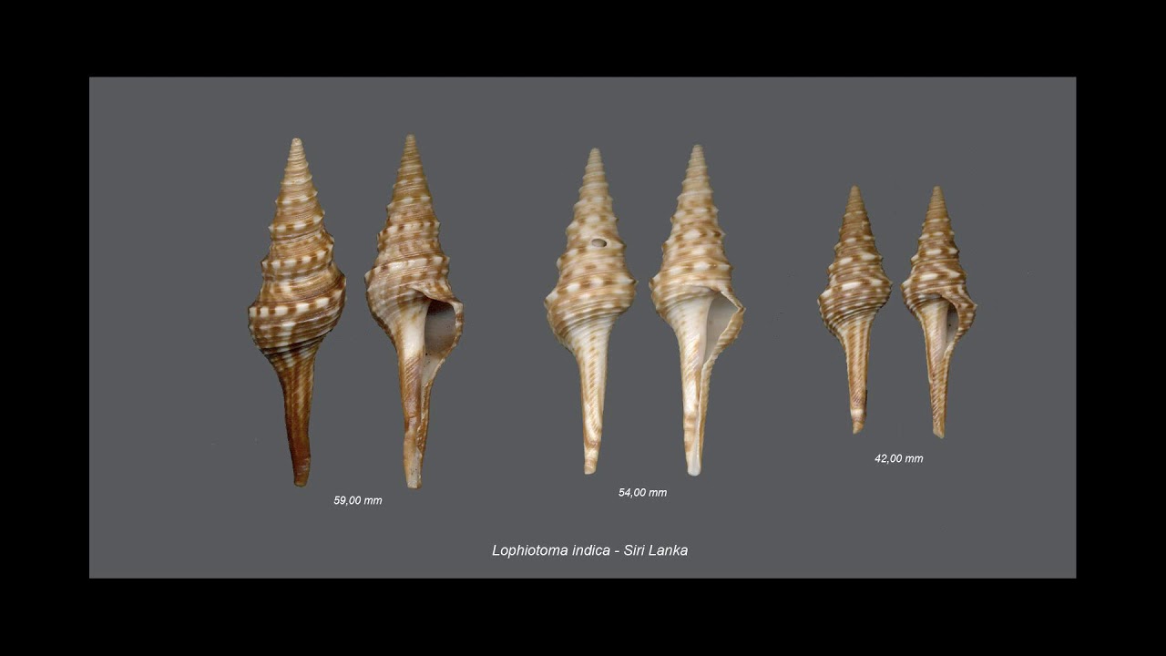 [Wikipedia] Lophiotoma