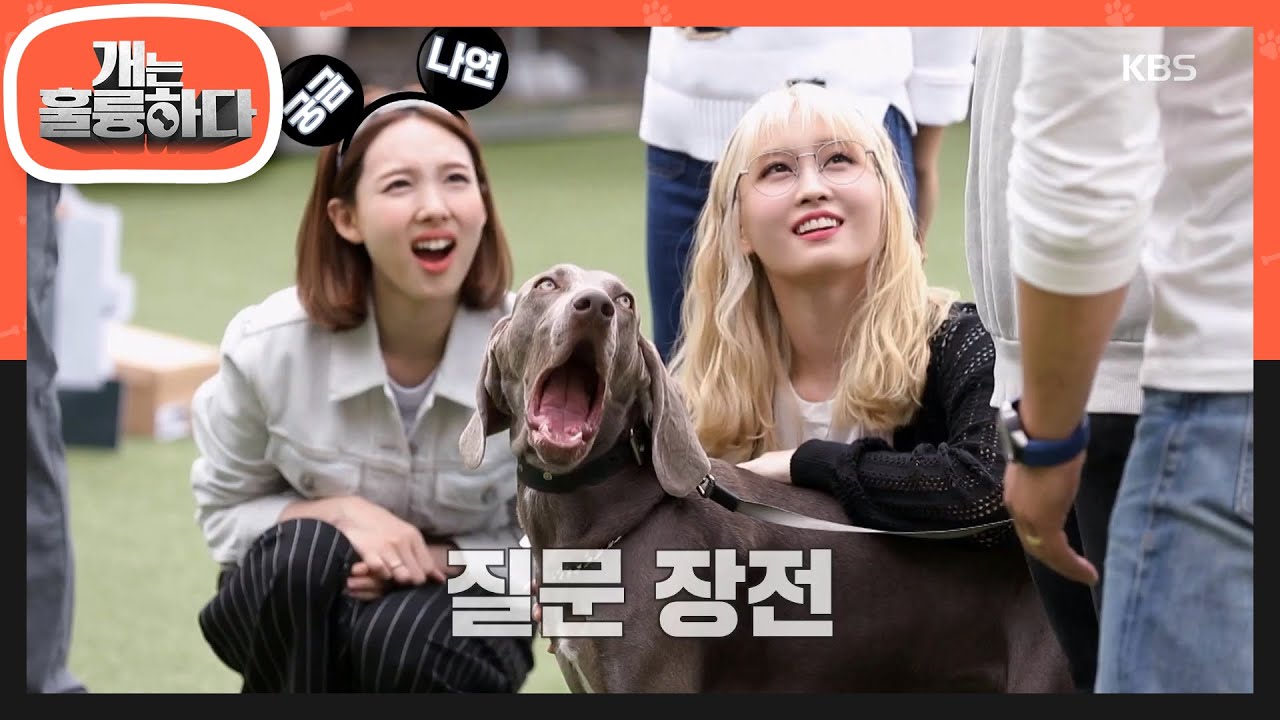 청결 의식 제로?! 바이마리너가 궁금한 나연  [개는 훌륭하다/Dogs Are Incredible] 20200608