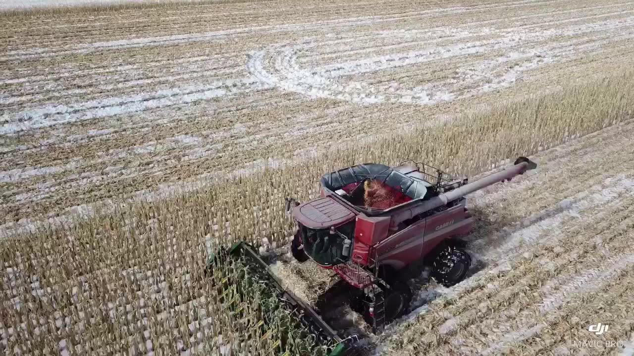 Corn Harvest - Spring 2020