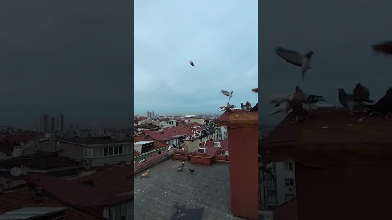 İlk kaçak güvercin yakalama videomuz geldi . 04.02.2026