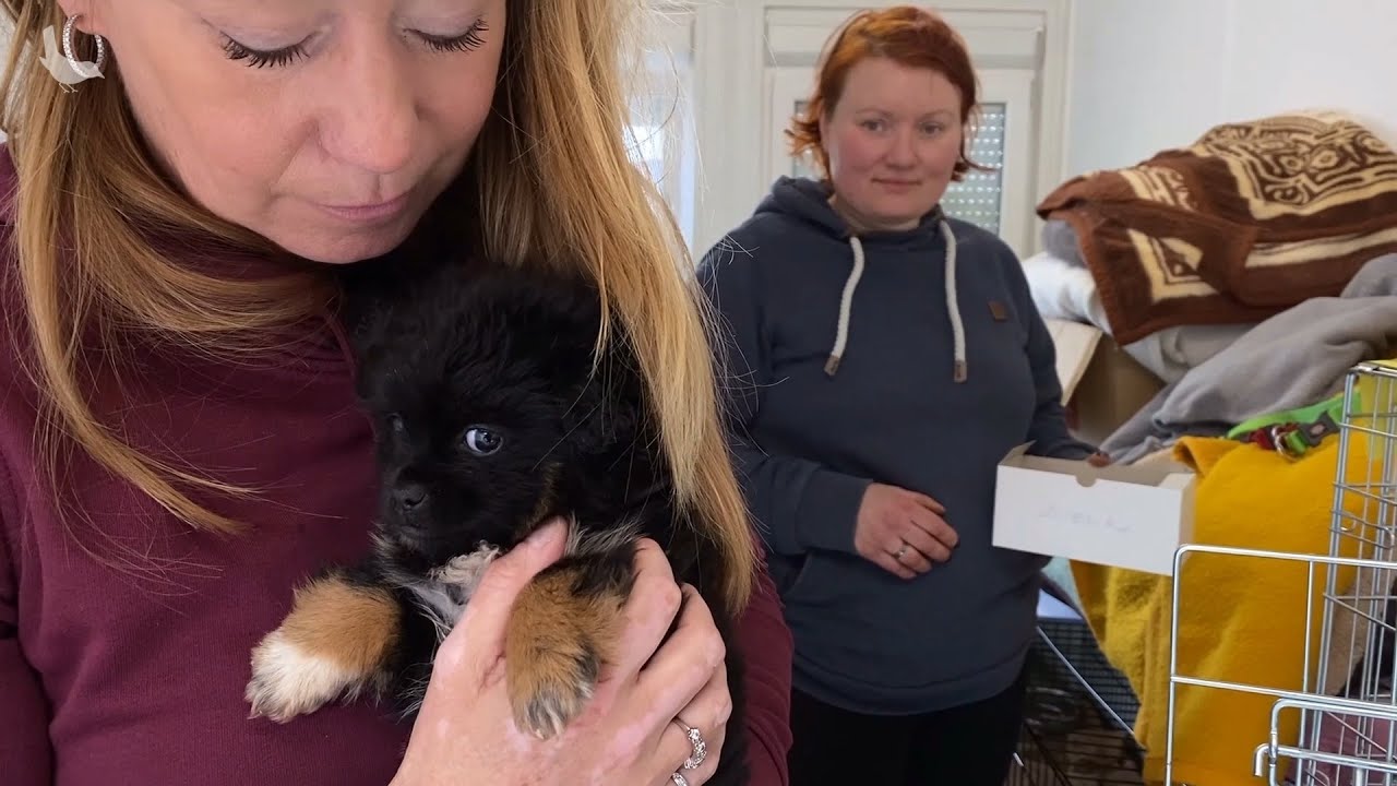House of Animals naar Polen voor dieren in Oekraïne