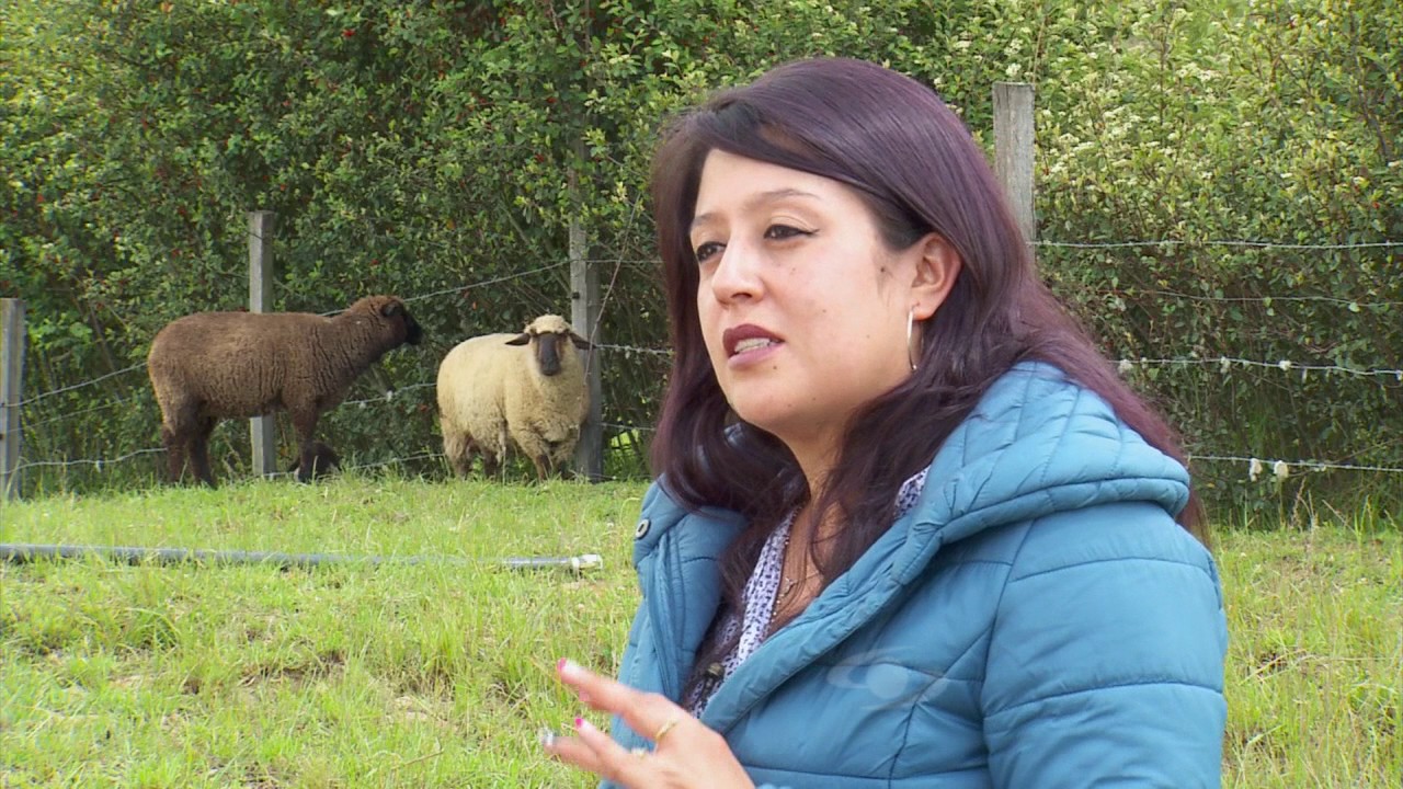 Ventajas de criar ovejas hampshire | La Finca de Hoy