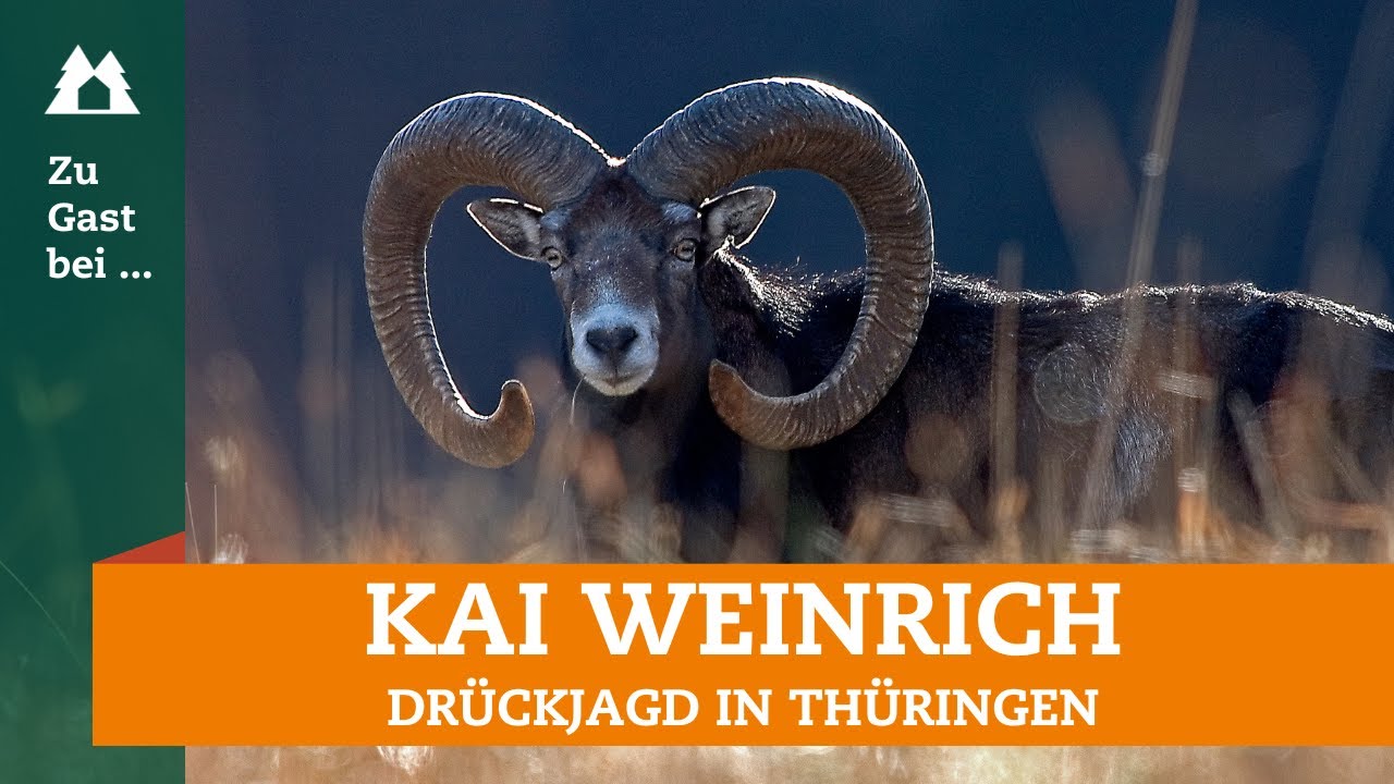 Bewegungsjagd in Thüringen | Zu Gast bei … Kai Weinrich | Schwarzwild | Rotwild | Rehwild | Muffel