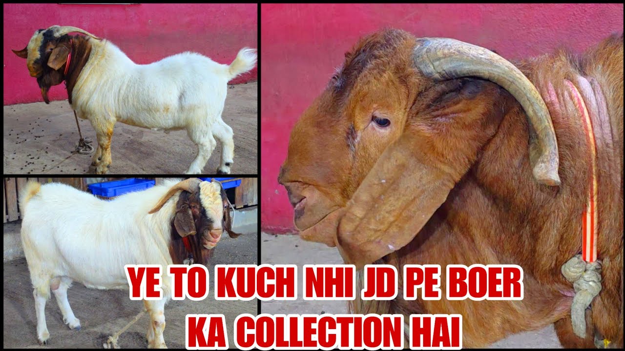 100 Kg K Bakre Banana Aaj Ki Date Me Aam Baat Hai Waqt Badal Rha Hai Jd Goat Farm Padgha