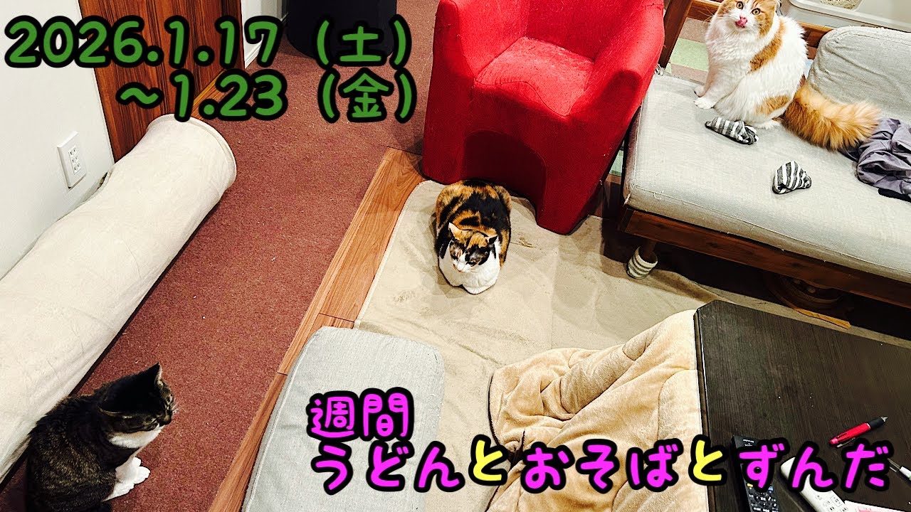 「猫おもちゃよりも」「頭隠して尻隠さず」などの動画です