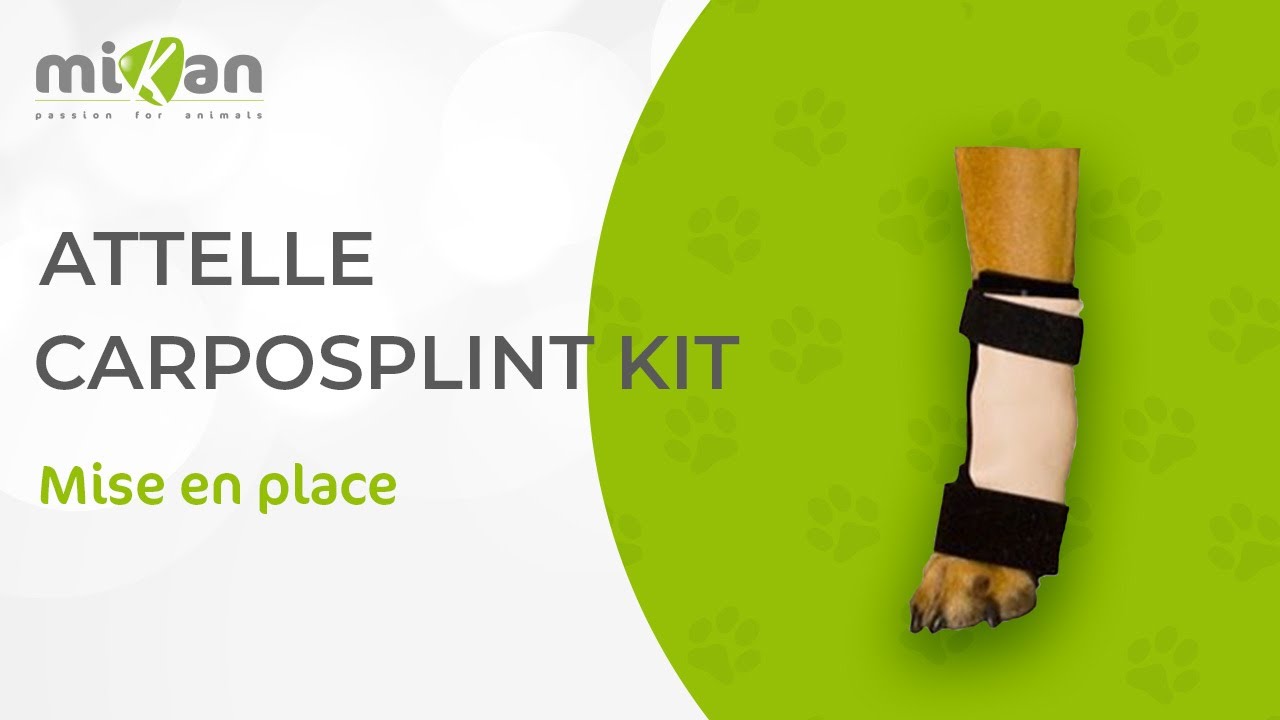 Mise en place de l'attelle pour chien : Carposplint Kit