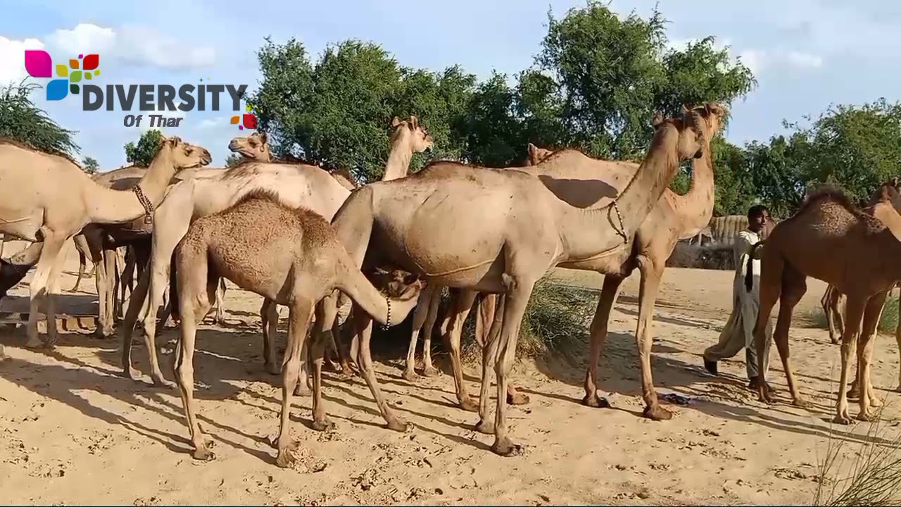 2 Camel baby feeding || Camel calf feeding || Desert camel farming