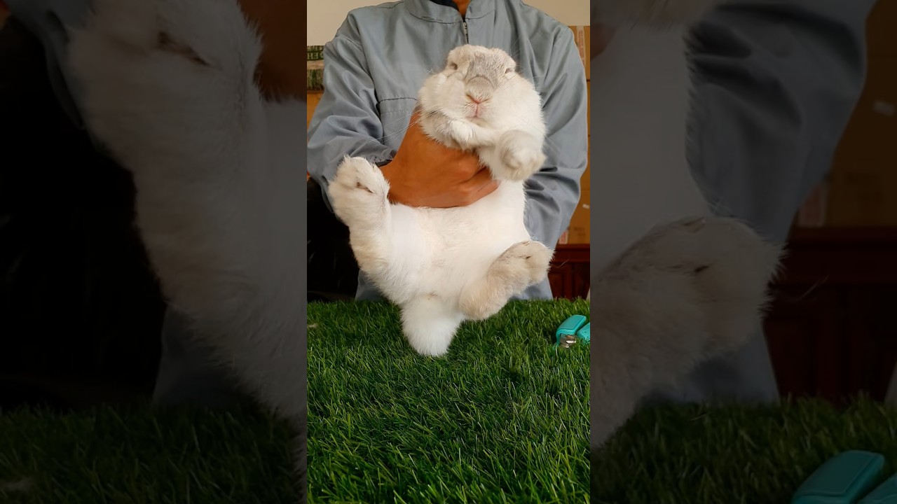 Si Kelinci putih lagi seneng Velocity #velocity #rabbitdance #kelinciputih #petdance #shortviral