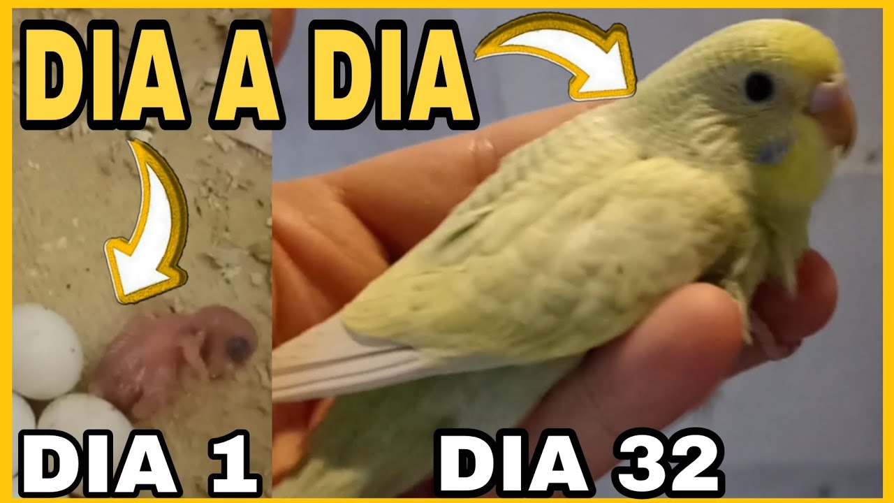 CRIAS DE PERIQUITOS AUSTRALIANOS DIA A DIA | CRECIMIENTO PERIQUITO | COMO CRIAR PERIQUITOS