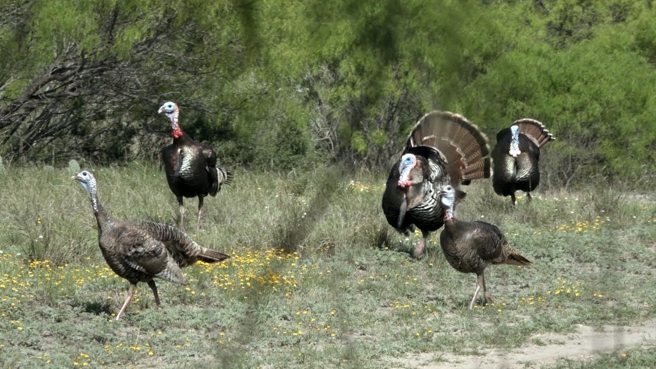 South Texas Rio Grande Gobblers on the Paloma