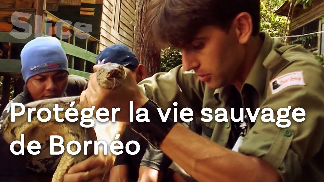 Le paradis des pythons et des gibbons | SLICE