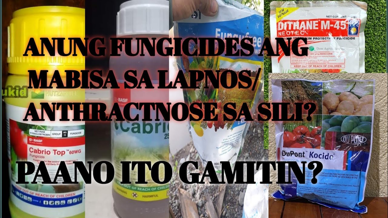 ANONG MGA FUNGICIDES ANG DAPAT GAMITIN PARA SA LAPNOS NG SILI? PAANO ITO IAPPLY?