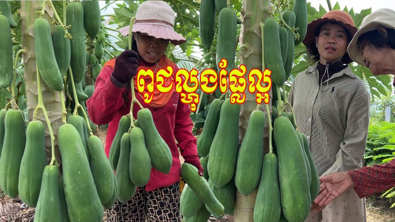 ពូជល្ហុងផ្លែល្អ ទងវែងផ្លែធំ ពោះតាន់ល្អ ដាំមិនហត់នឹងថែទាំច្រើនក៏ផ្លែល្អដែរ