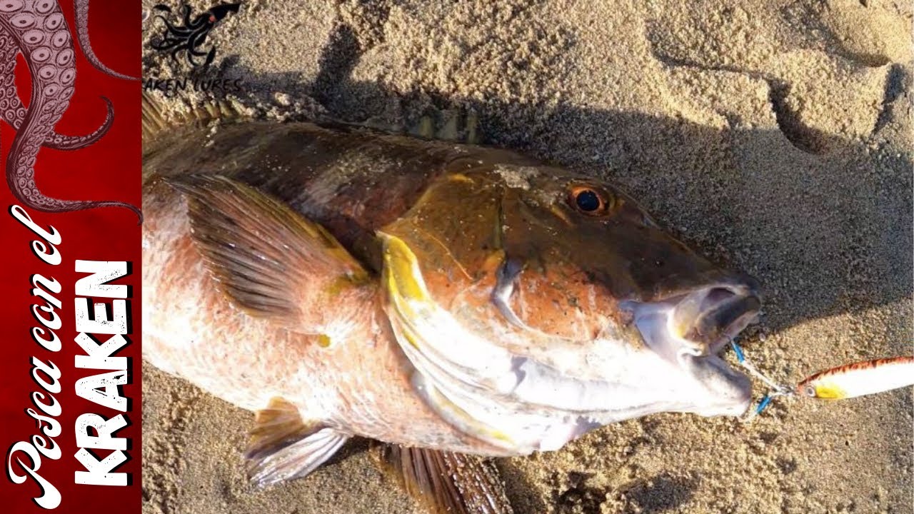 Buen Día De Pesca En La Rivera | PARGO GIGANTE | KRAKEN LURES