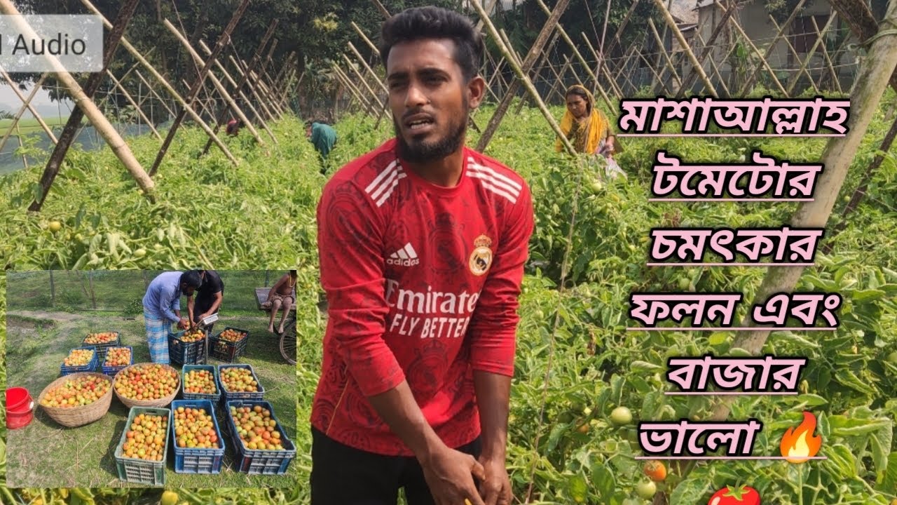 মাশাআল্লাহ টমেটোর চমৎকার ফলন হয়েছে এবং বাজার অনেক ভালো।