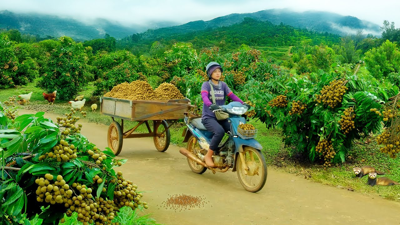Harvest A Truckload of Longans | Selling at the Market & Planting Lemon Tree